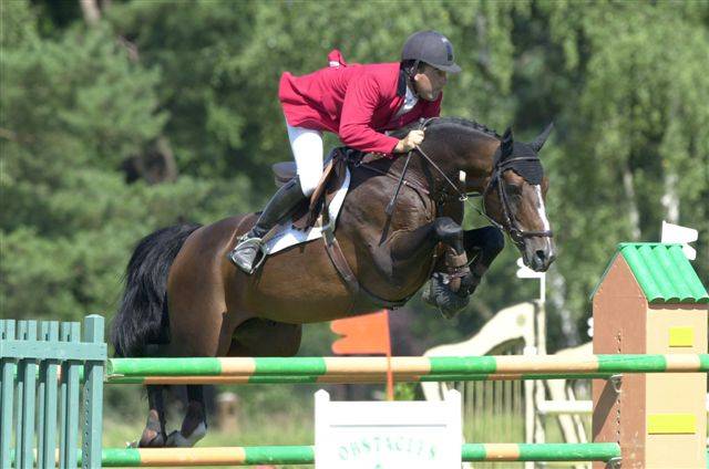 Saillie CAP DE B'NEVILLE étalon SF originel