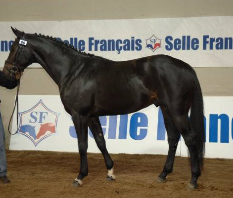 saillie QUI VOILA DE L'ILLON étalon SF