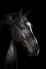 saillie QUI VOILA DE L'ILLON étalon SF