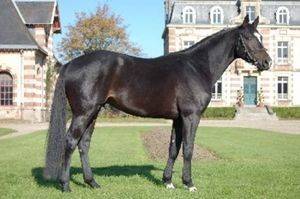 saillie QUI VOILA DE L'ILLON étalon SF