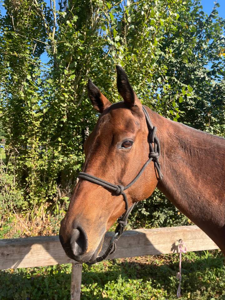 Jument Pur-sang anglais • 2014 • ~1,55 m • 2900 € (prix