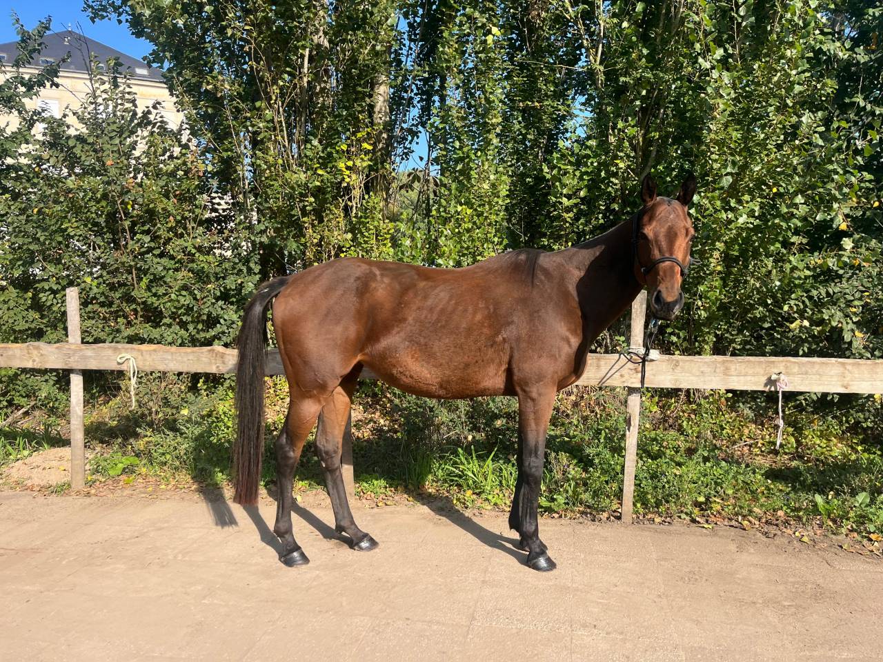 Jument Pur-sang anglais • 2014 • ~1,55 m • 2900 € (prix