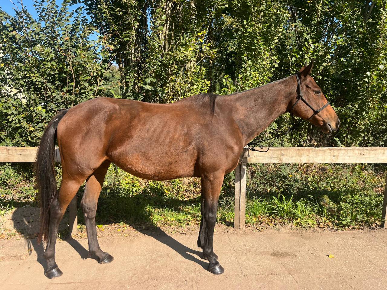 Jument Pur-sang anglais • 2014 • ~1,55 m • 2900 € (prix