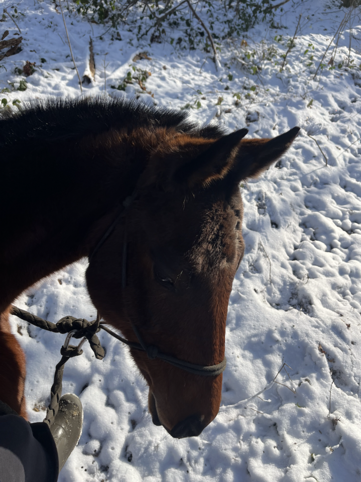 Jument Pur-sang anglais &bull; 2014 &bull; ~1,55 m &bull; 1600 &euro;