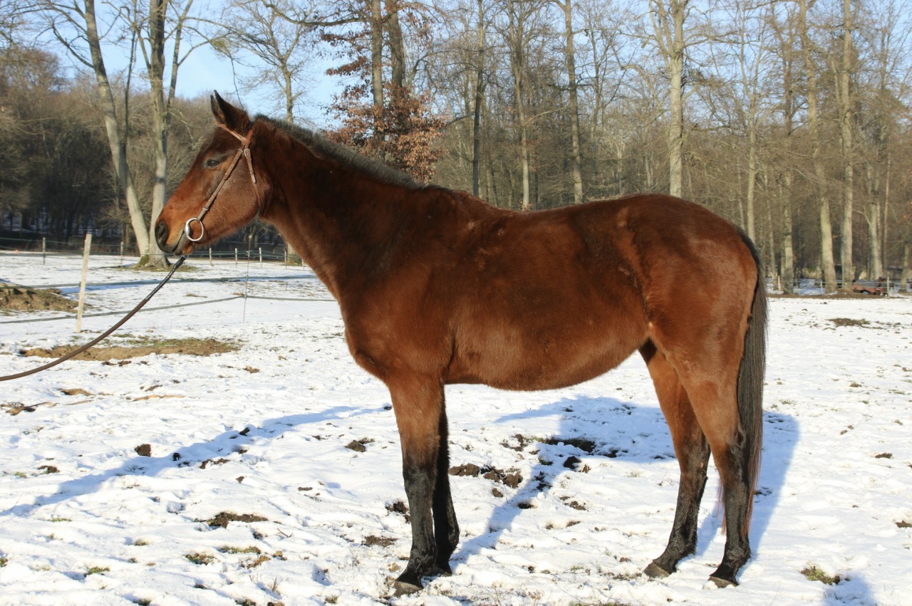 Jument Pur-sang anglais &bull; 2014 &bull; ~1,55 m &bull; 1600 &euro;