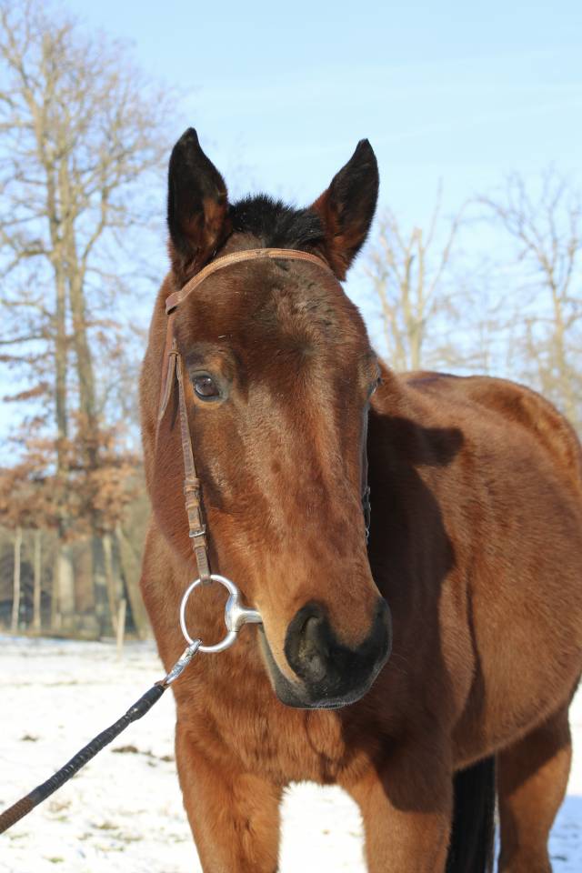 Jument Pur-sang anglais &bull; 2014 &bull; ~1,55 m &bull; 1600 &euro;