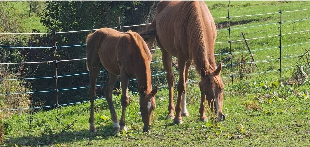 Poulain pur sang arabe