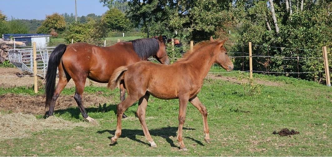 Poulain pur sang arabe