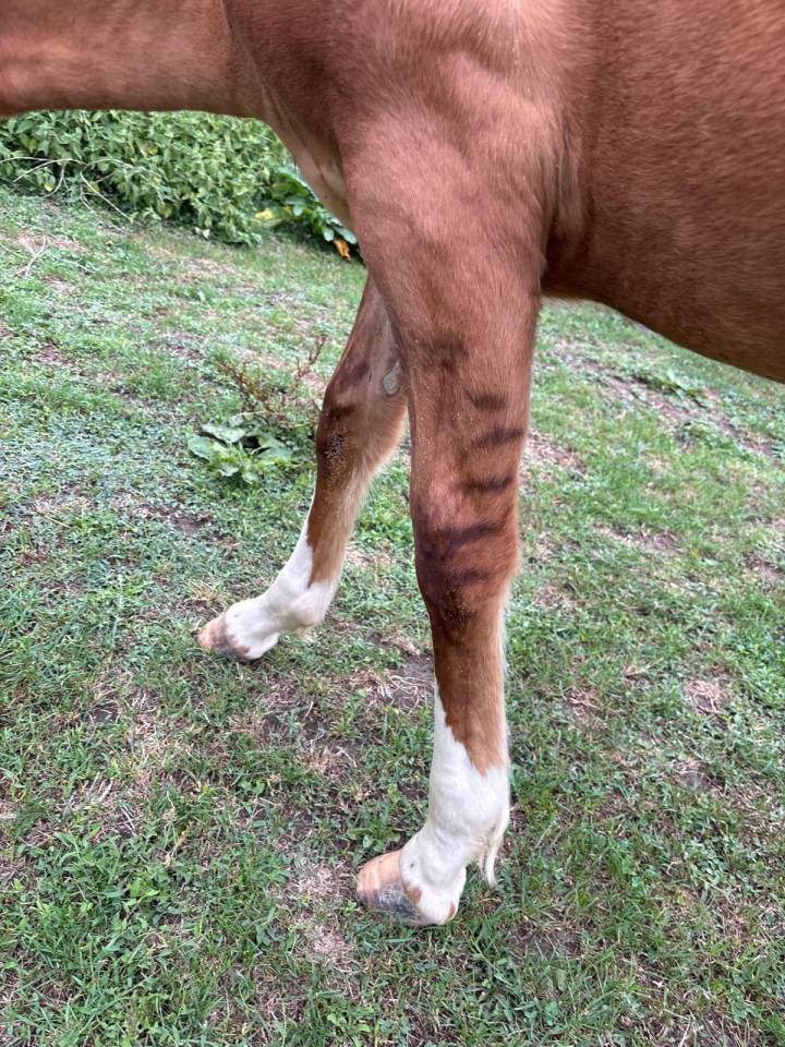 Poulain criollo 6 mois entier 