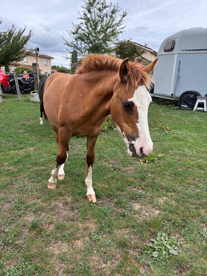 Poulain criollo 6 mois entier 