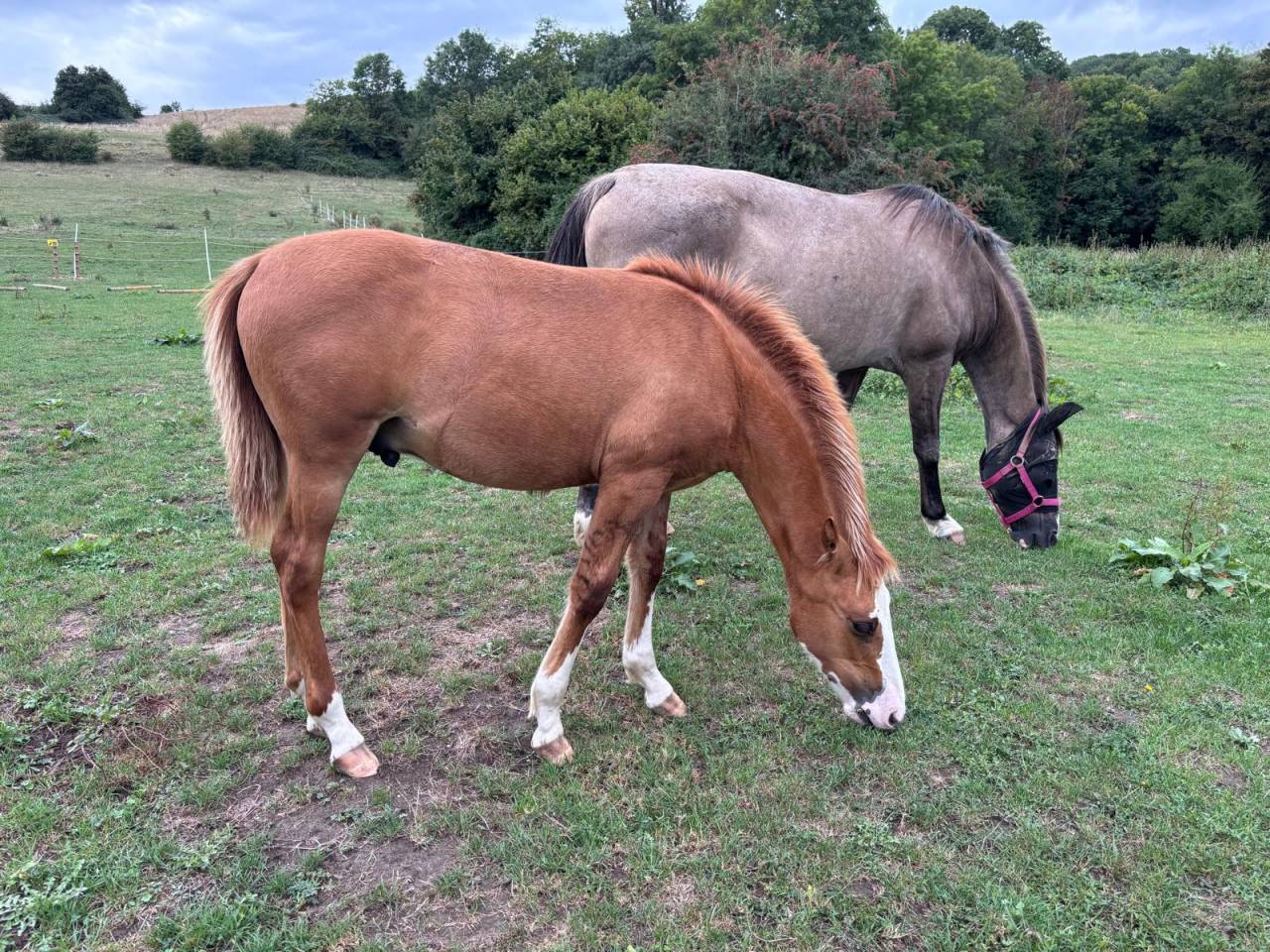 Poulain criollo 6 mois entier 