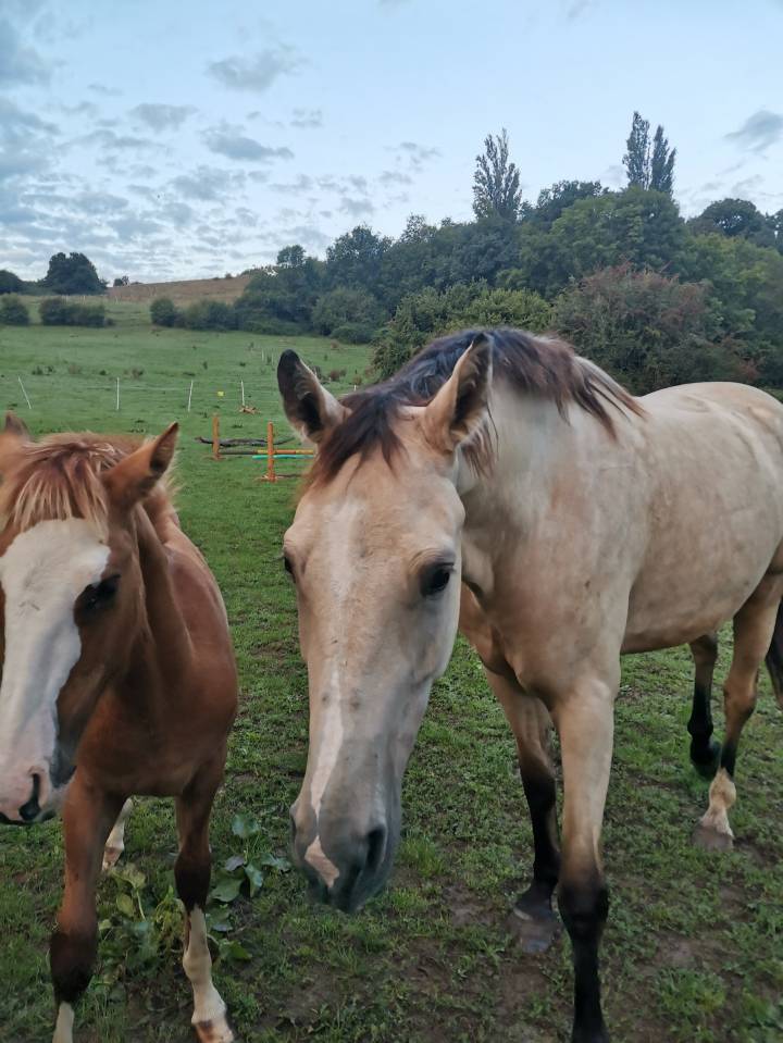 Poulain criollo 6 mois entier 