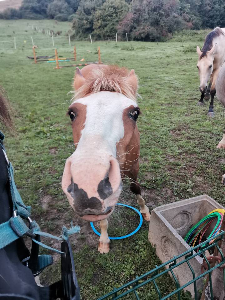 Poulain criollo 6 mois entier 