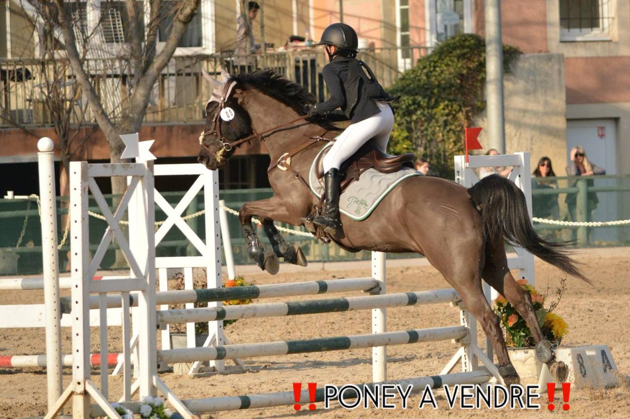 Poney de sport