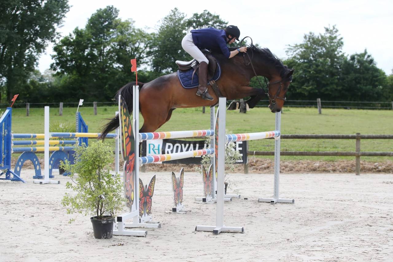 hongre sf pp( bon temperament, force,sang)