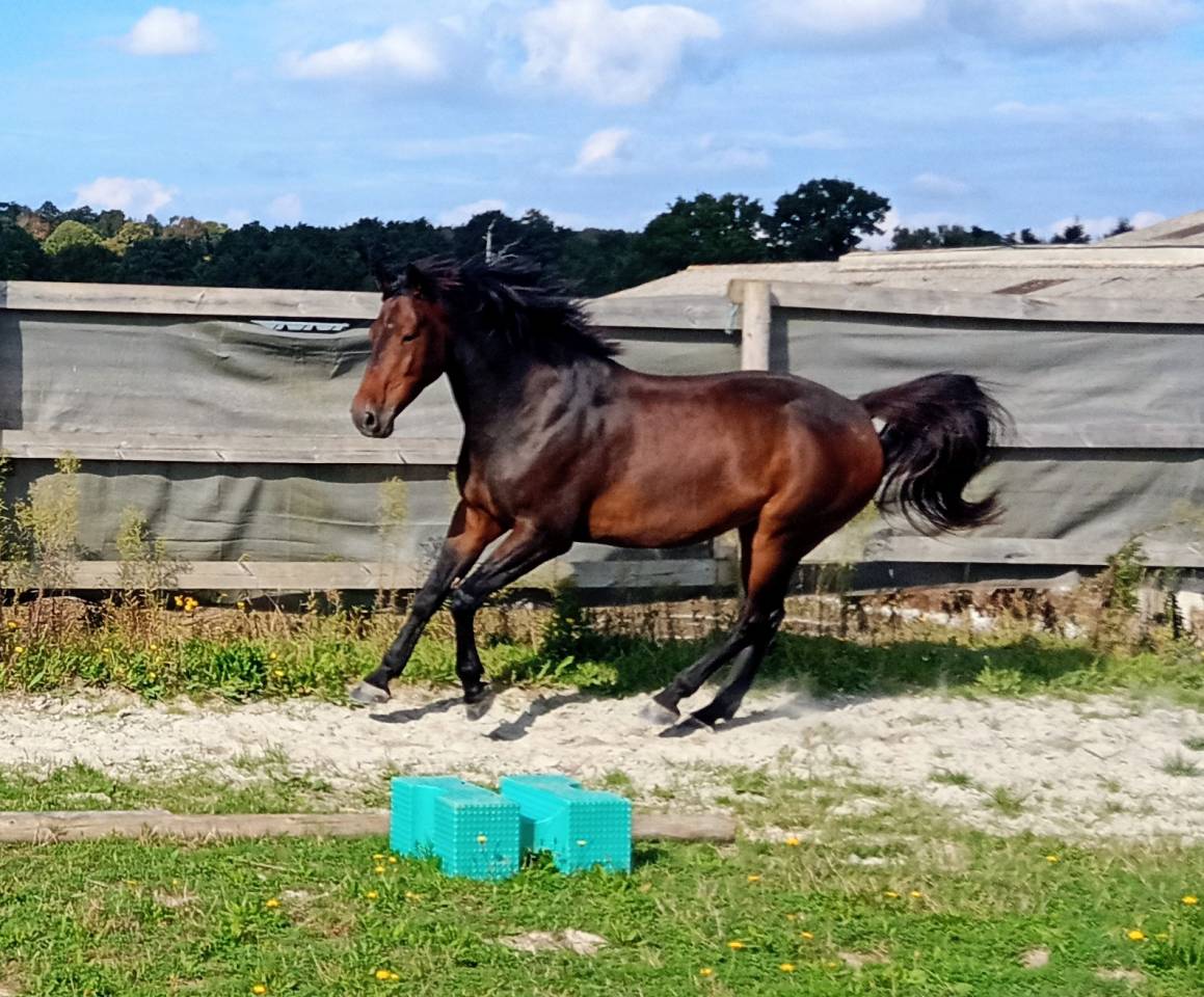 hongre sf pp( bon temperament, force,sang)