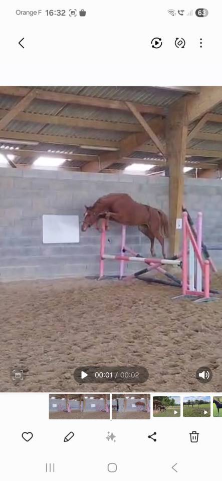 magnifique pouliche 2 ans