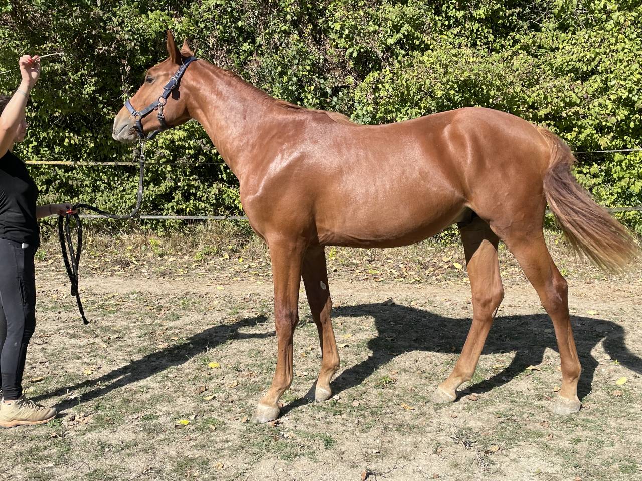 Superbe Poulain d' 1 an 1/2 SF par Pegase Van't Ruyter
