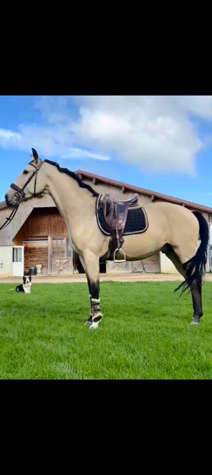  RASCAYO lusitanien dressé 