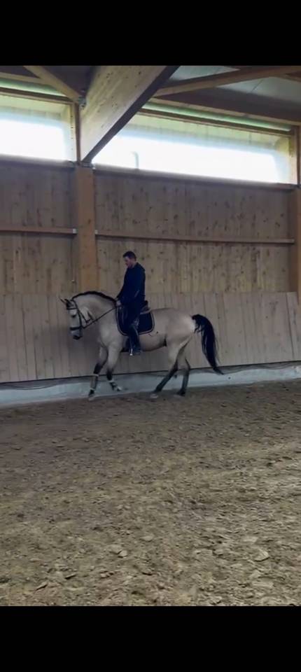  RASCAYO lusitanien dressé 