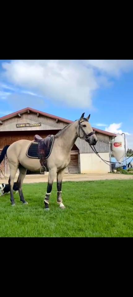  RASCAYO lusitanien dressé 