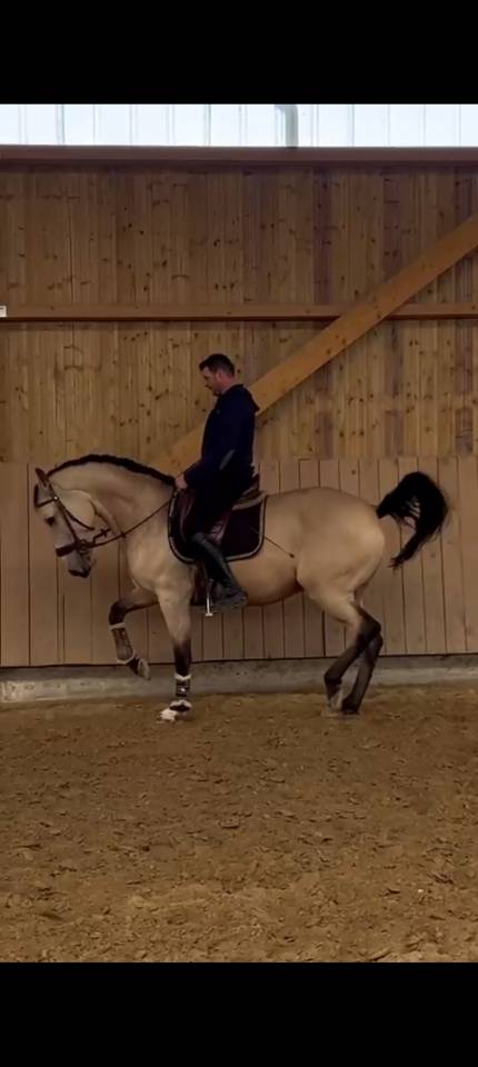  RASCAYO lusitanien dressé 