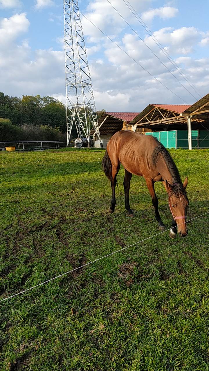 Joli mâle par Ugano Sitte 