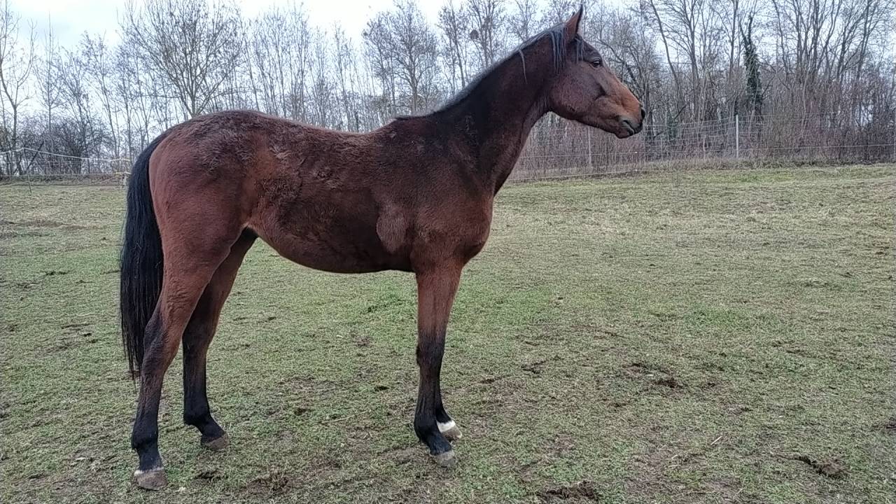 Joli m&acirc;le par Ugano Sitte 