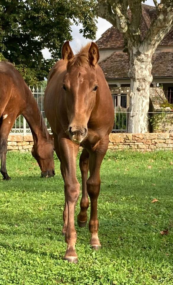 pouliche quarter horse