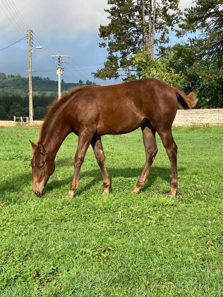 pouliche quarter horse