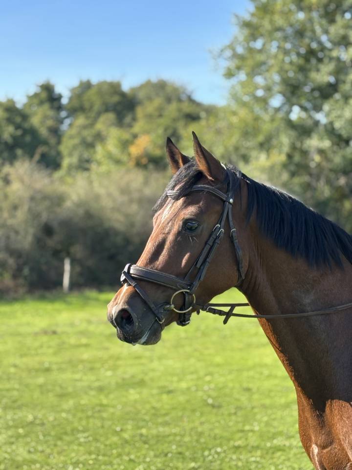 3 ans hongre holsteiner