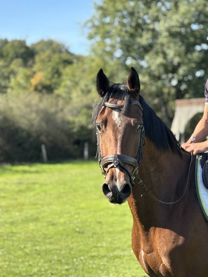 3 ans hongre holsteiner