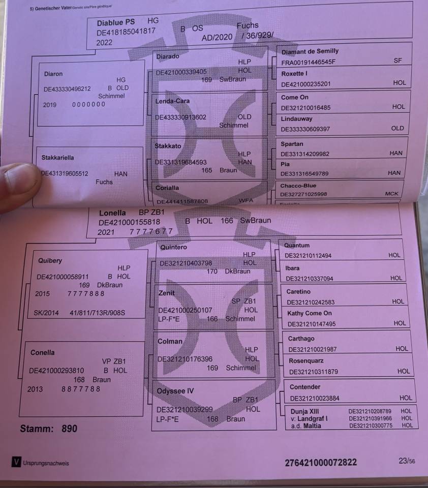 3 ans hongre holsteiner