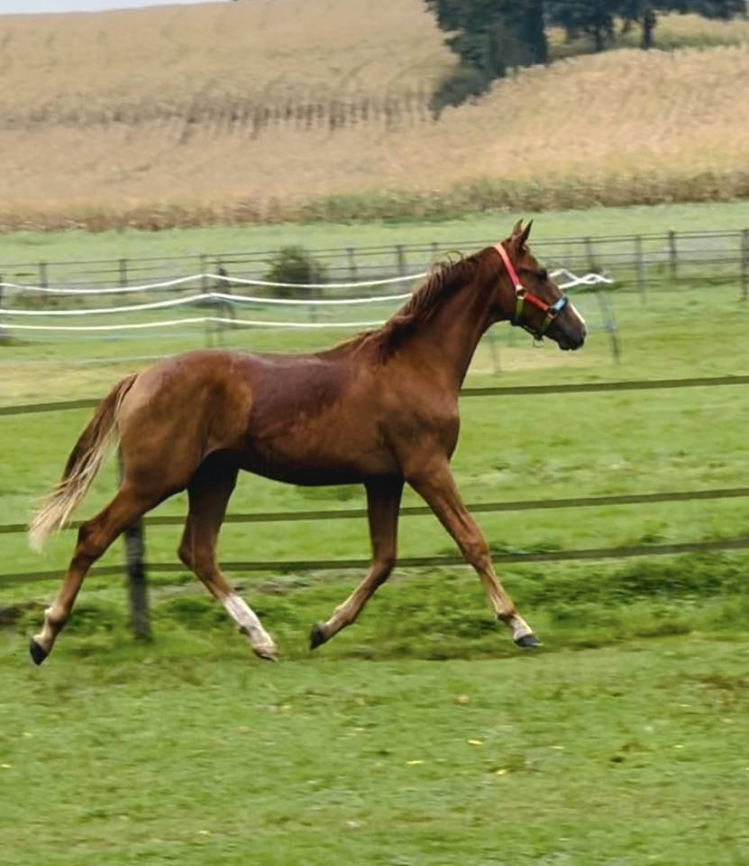 Poulain 2 ans  X Sir donnerhall
