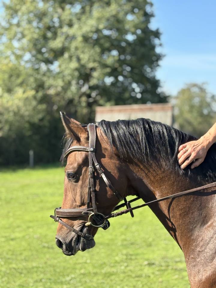 3 ans hongre hanovrien