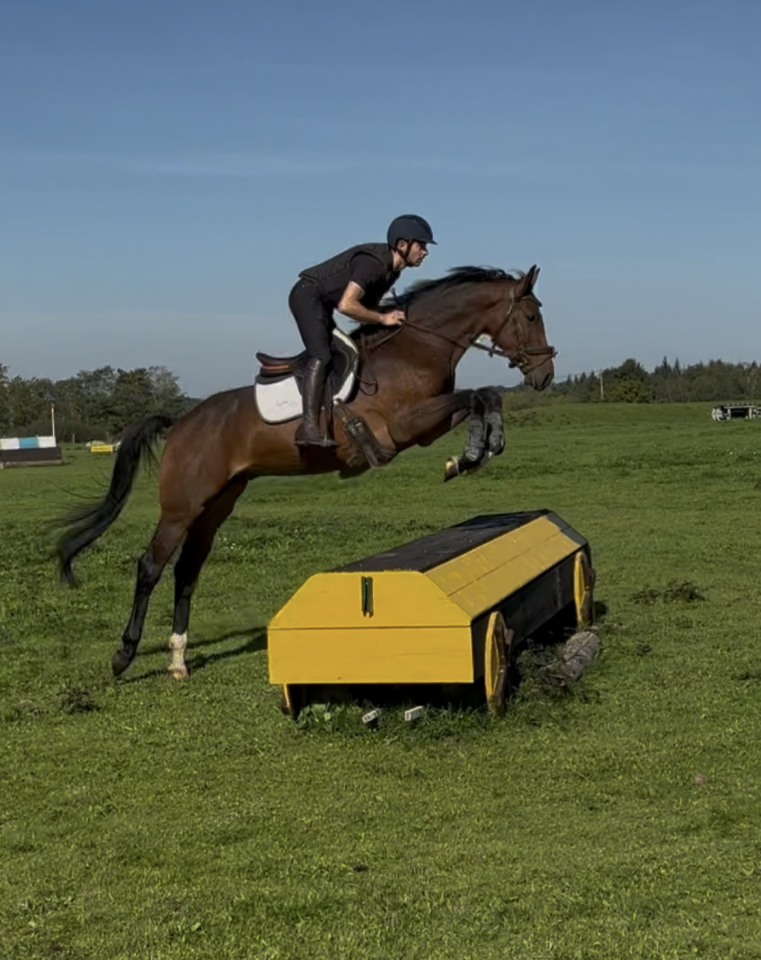 3 ans hongre hanovrien