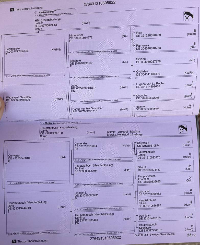 3 ans hongre hanovrien