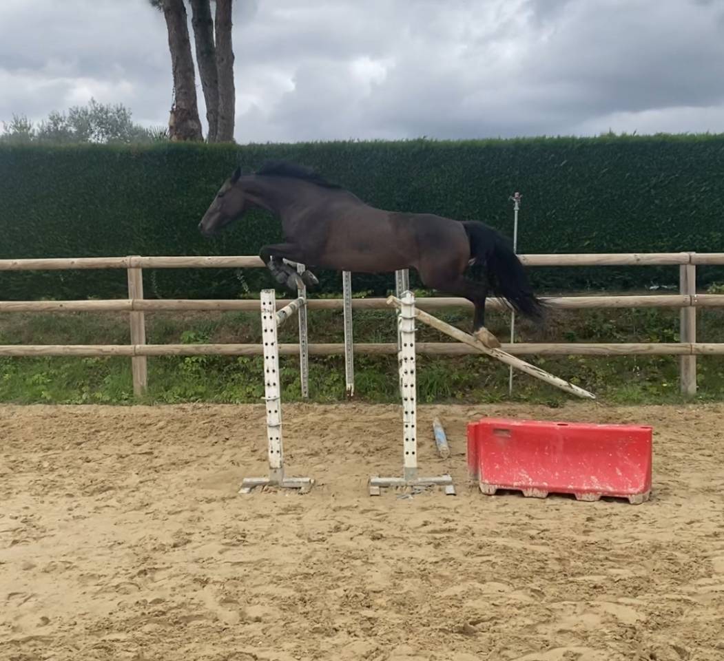 Hongre de 7 ans a vendre