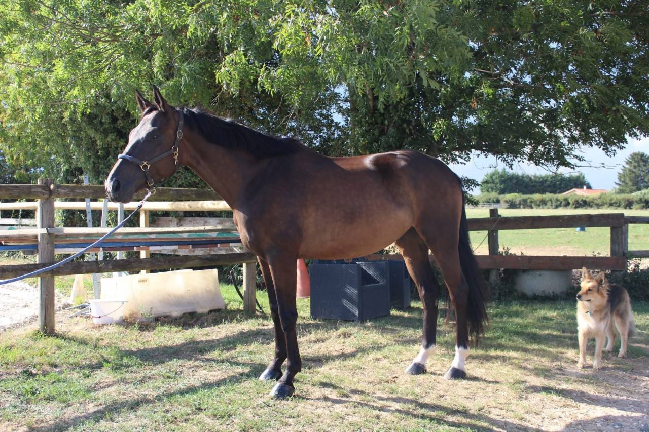 Hongre de 7 ans a vendre