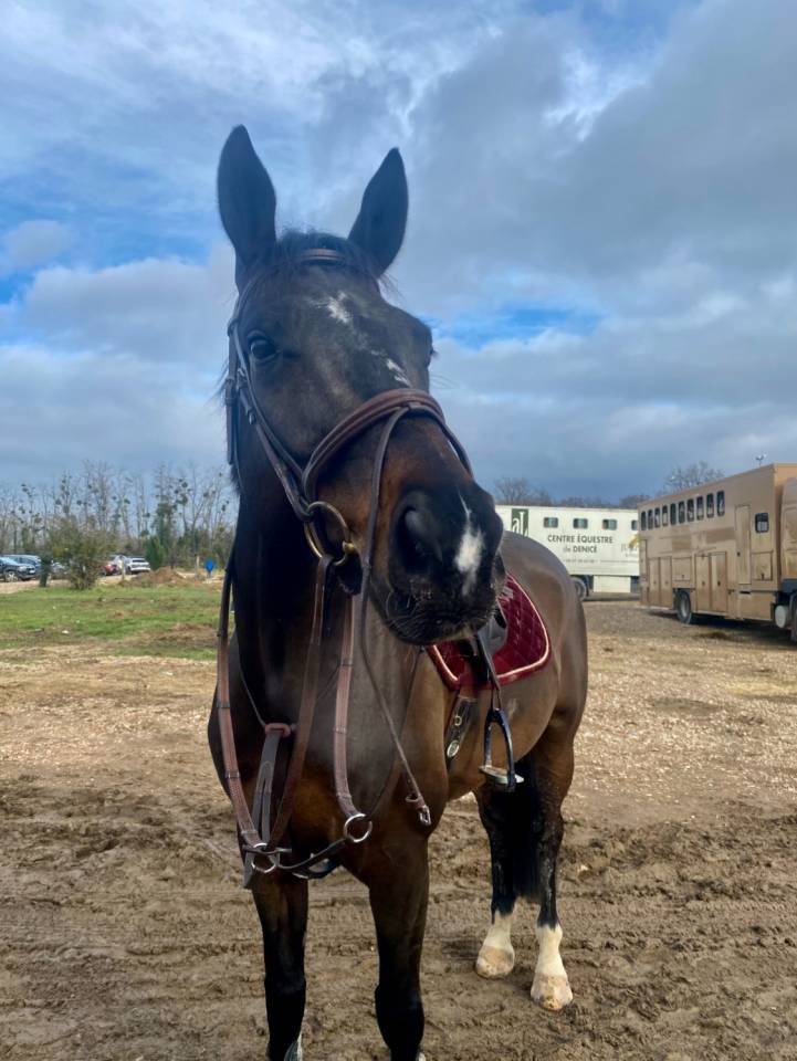 Hongre de 7 ans a vendre