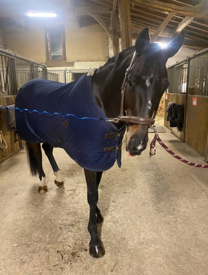 Hongre de 7 ans a vendre