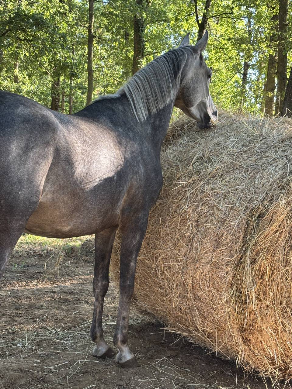 Arabe 5 ans pleins papier