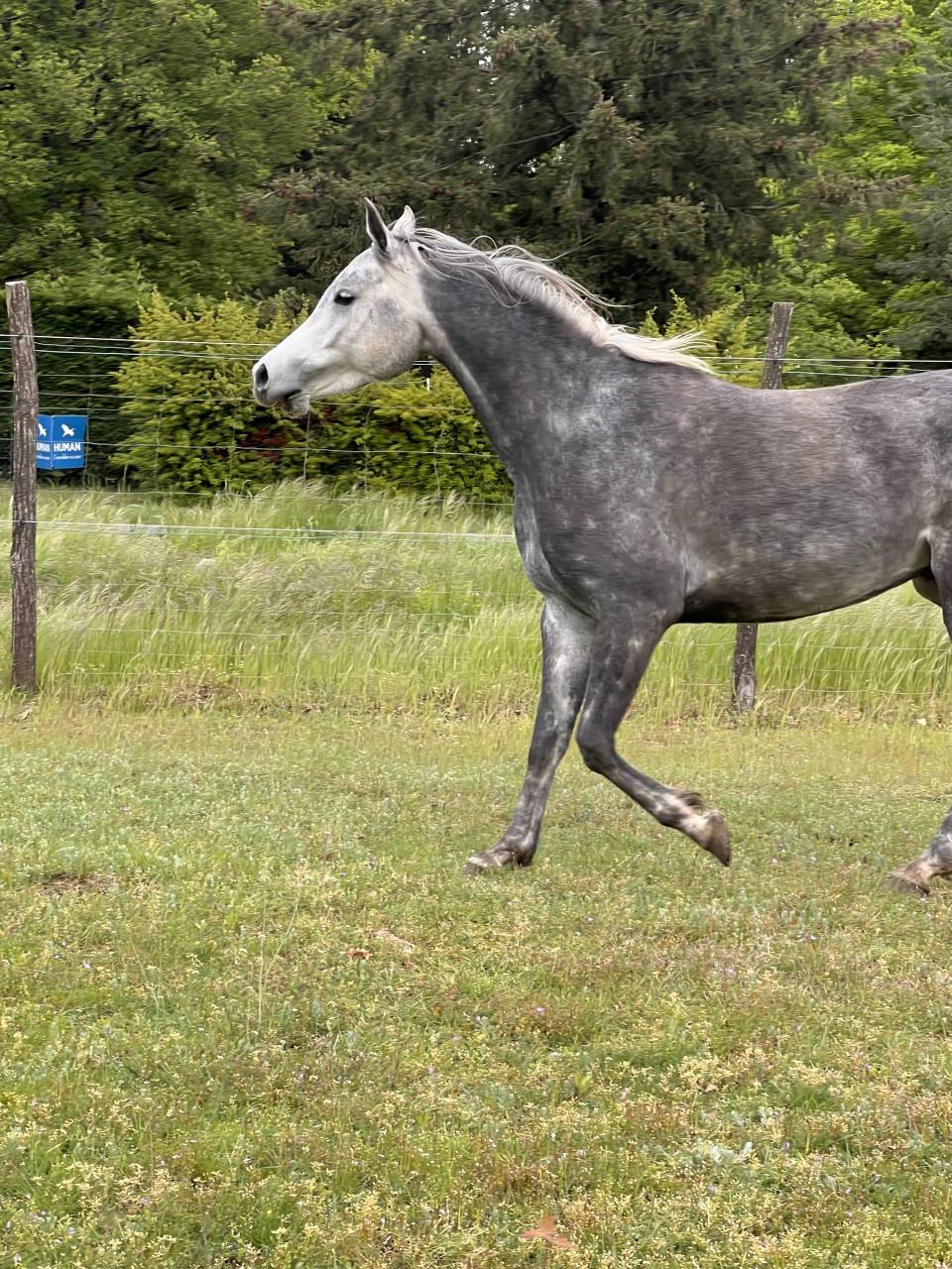 Arabe 5 ans pleins papier