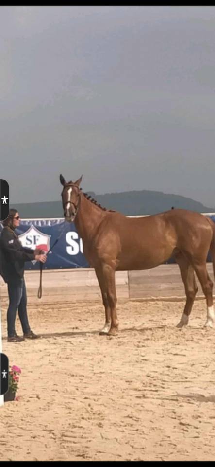 Chouette et serieuse jument SF de 5 ans 