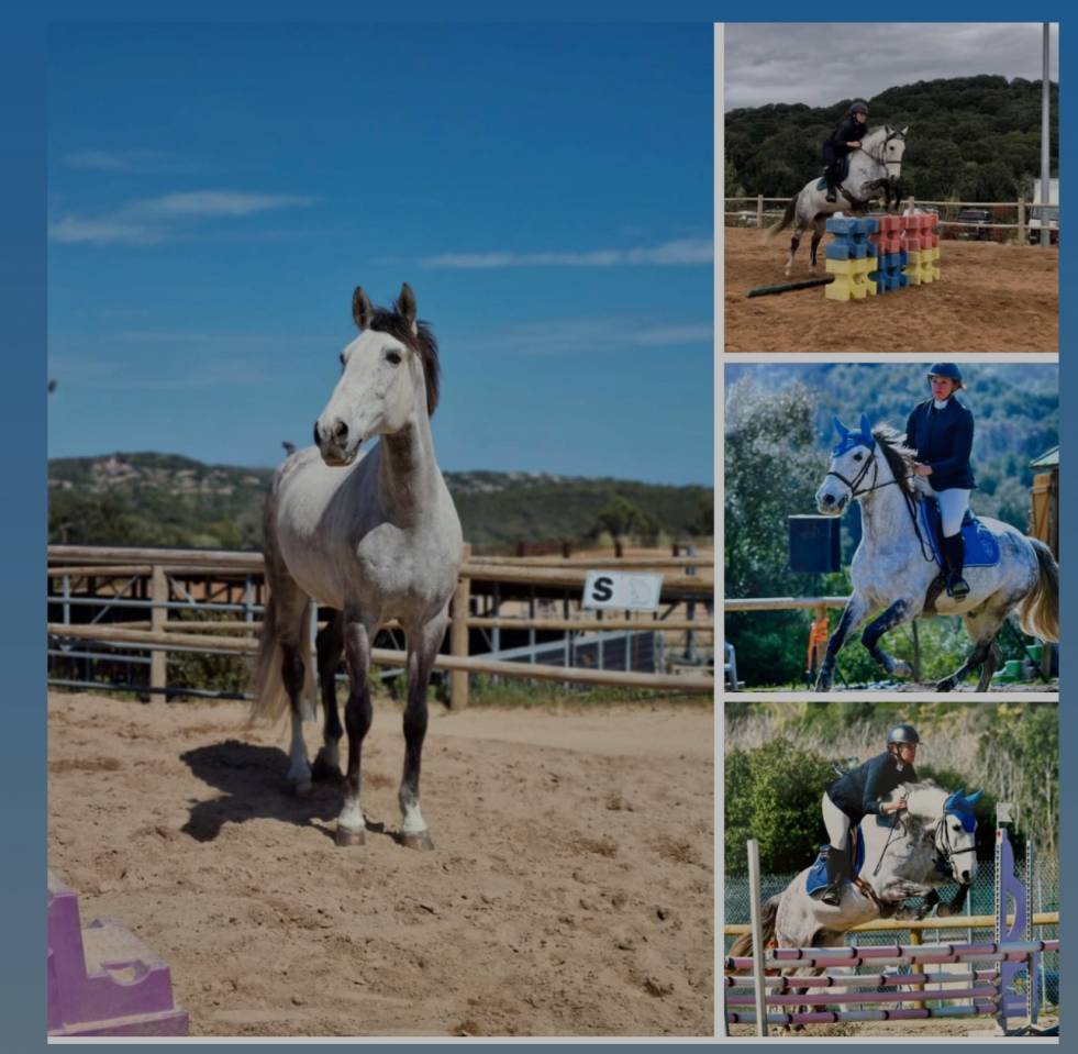 Cheval  de Cso et de dressage 