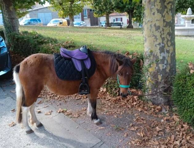Ponette shetland 