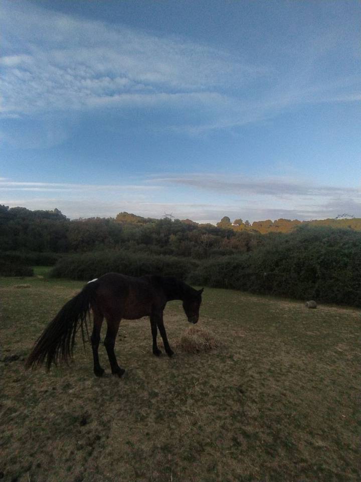 Jument Demi Sang Arabe PP