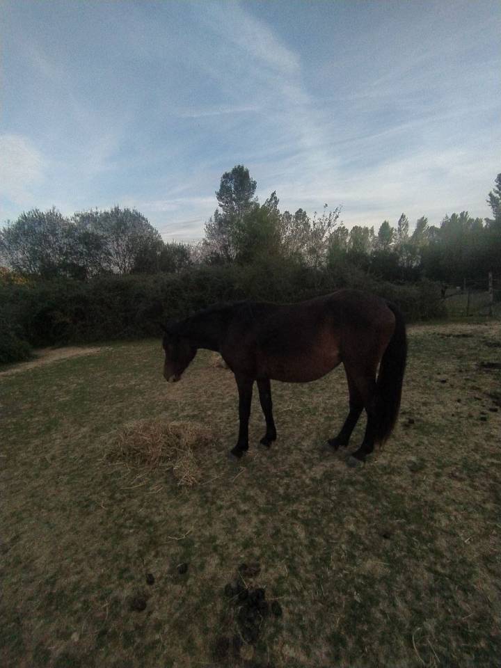 Jument Demi Sang Arabe PP