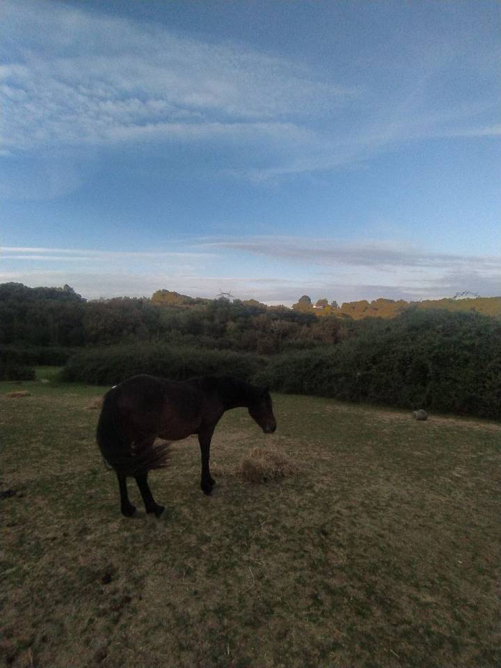 Jument Demi Sang Arabe PP