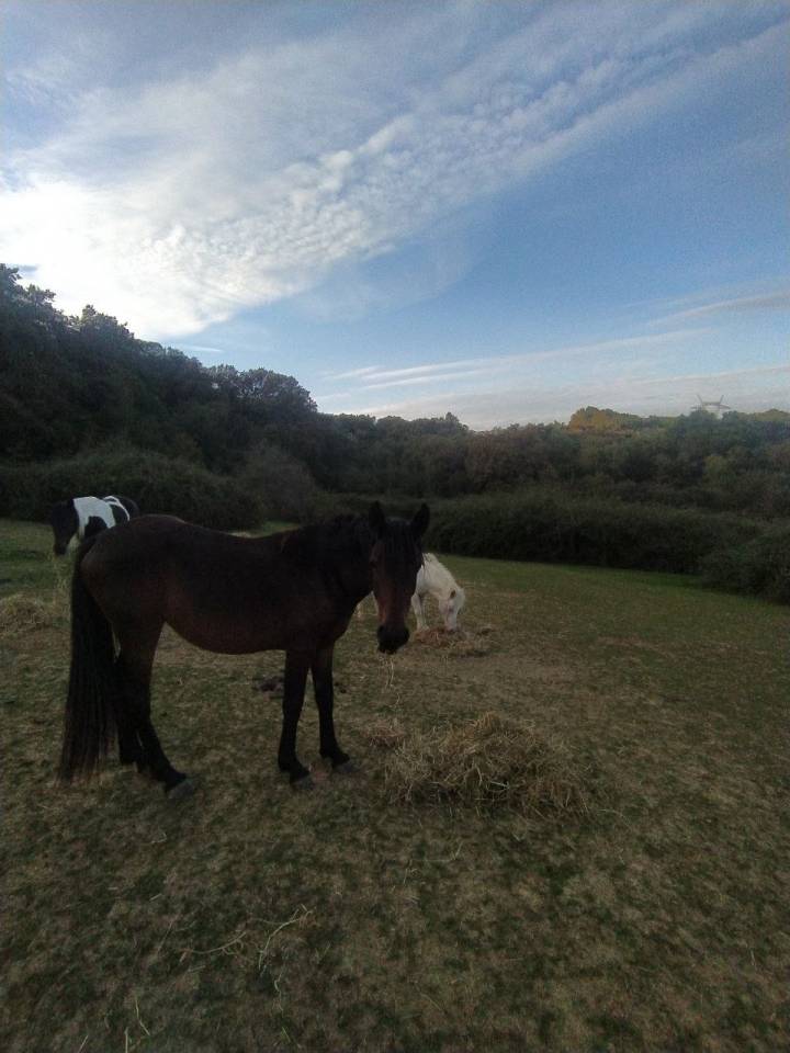 Jument Demi Sang Arabe PP